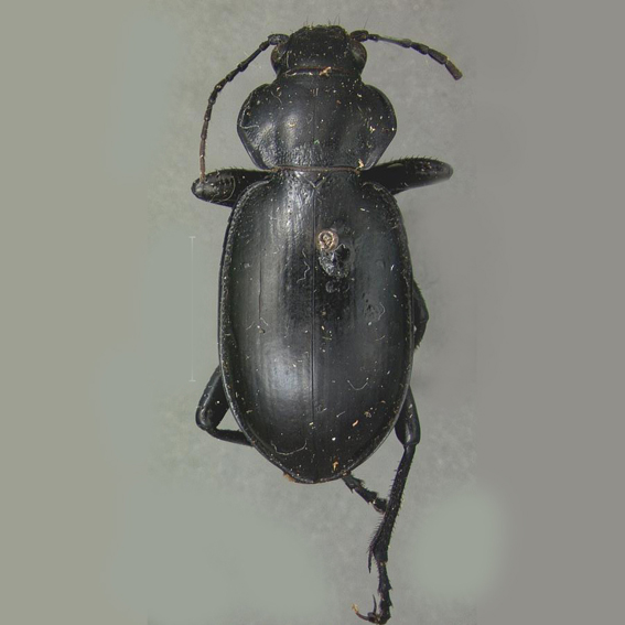 http://insects.oeb.harvard.edu/MCZ/