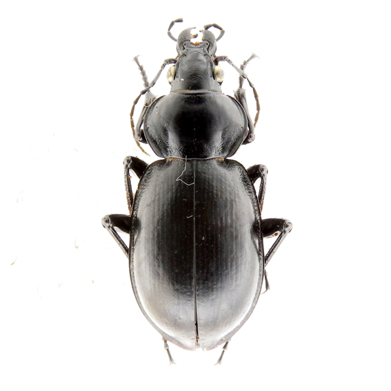 http://insects.oeb.harvard.edu/MCZ/